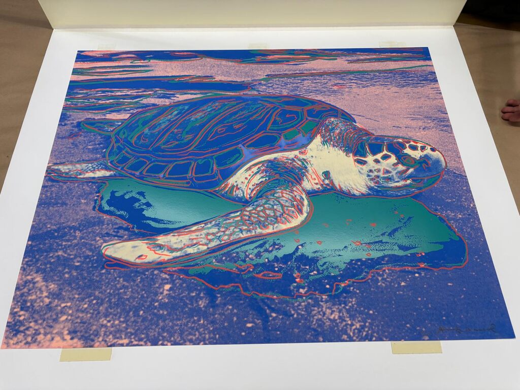 Turtle, image 1