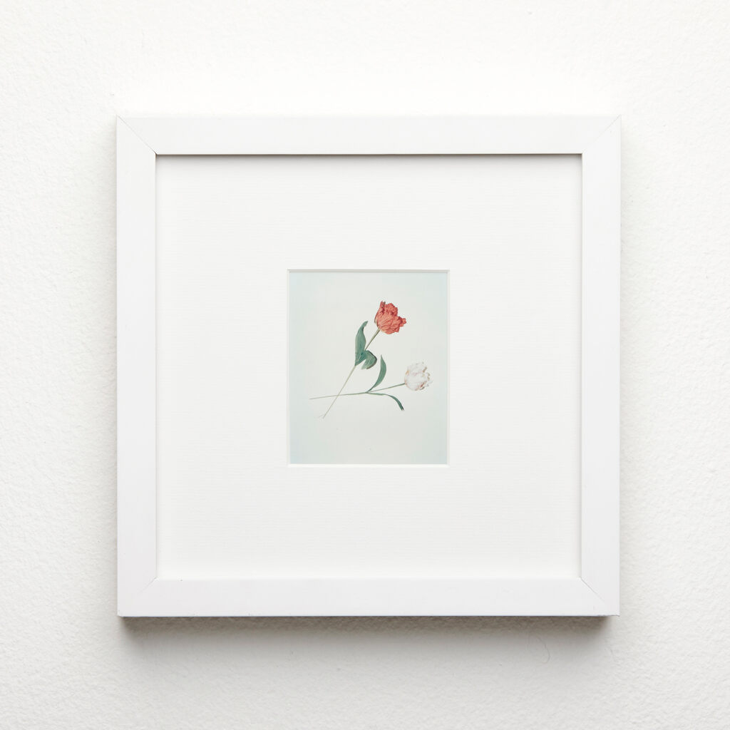 Andy Warhol, Flowers, 1983