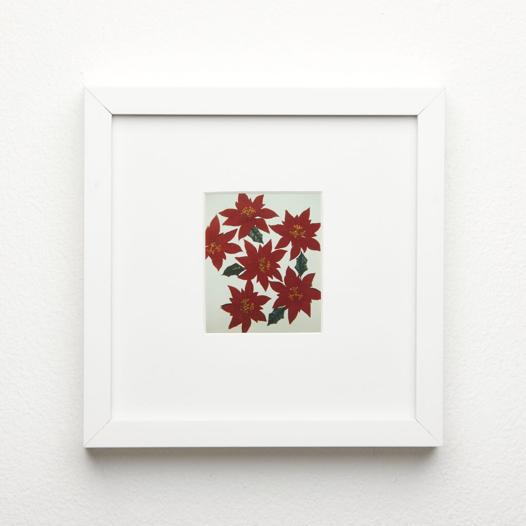 Pointsettias, image 1