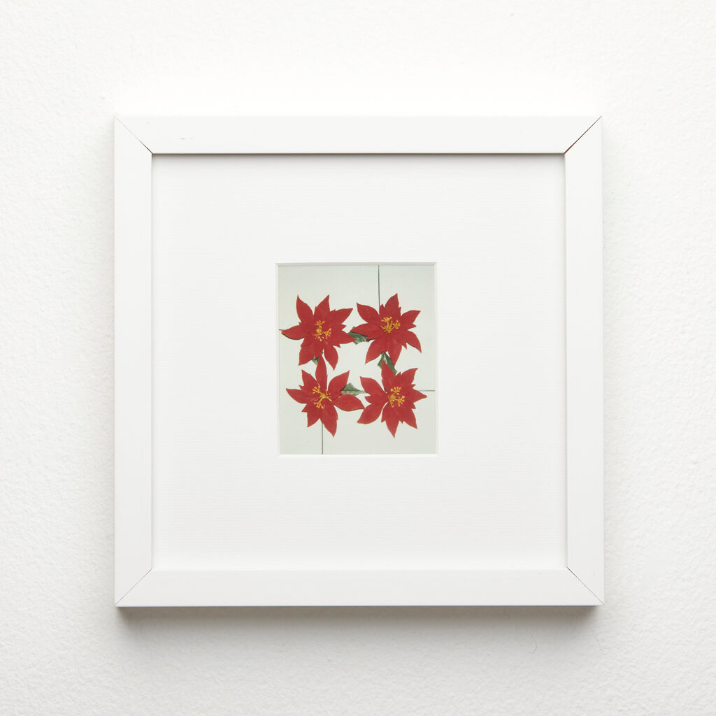 Andy Warhol, Pointsettias, ca. 1982