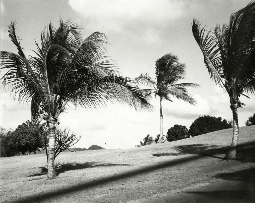 Palm Trees on St. Martin, image 1