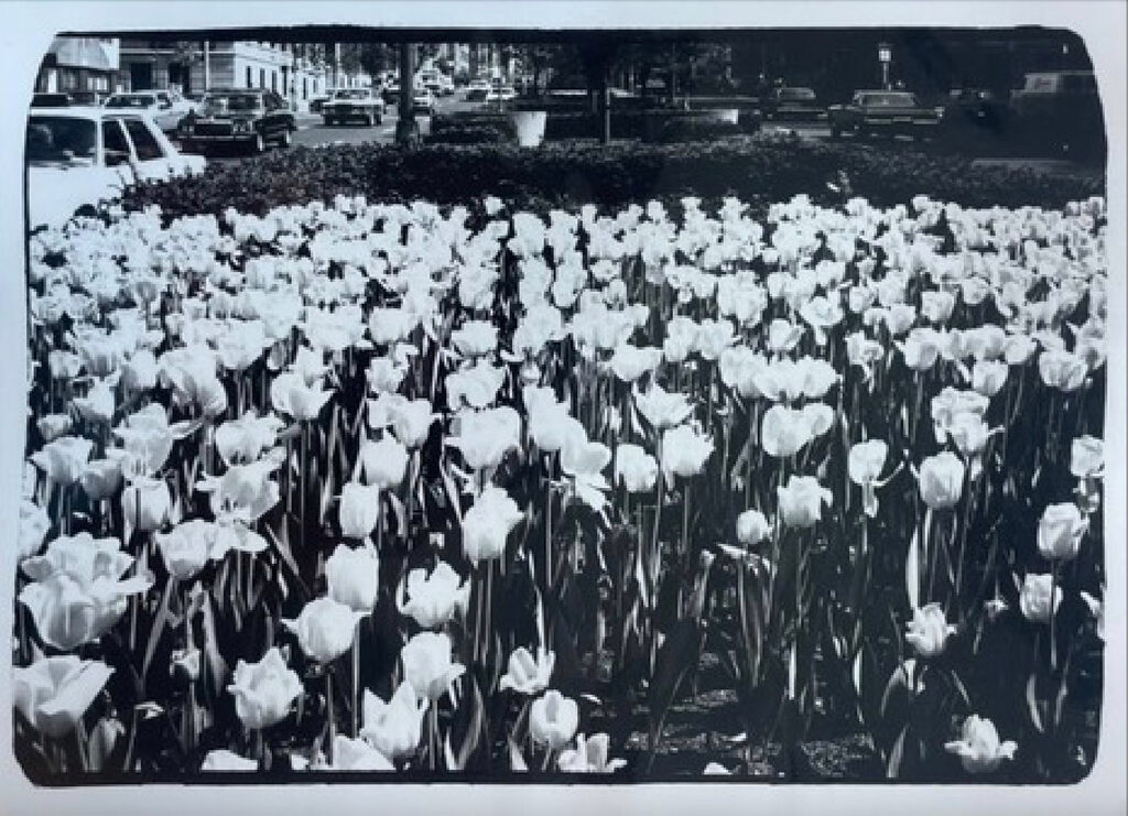 Tulips on Park Ave, image 1