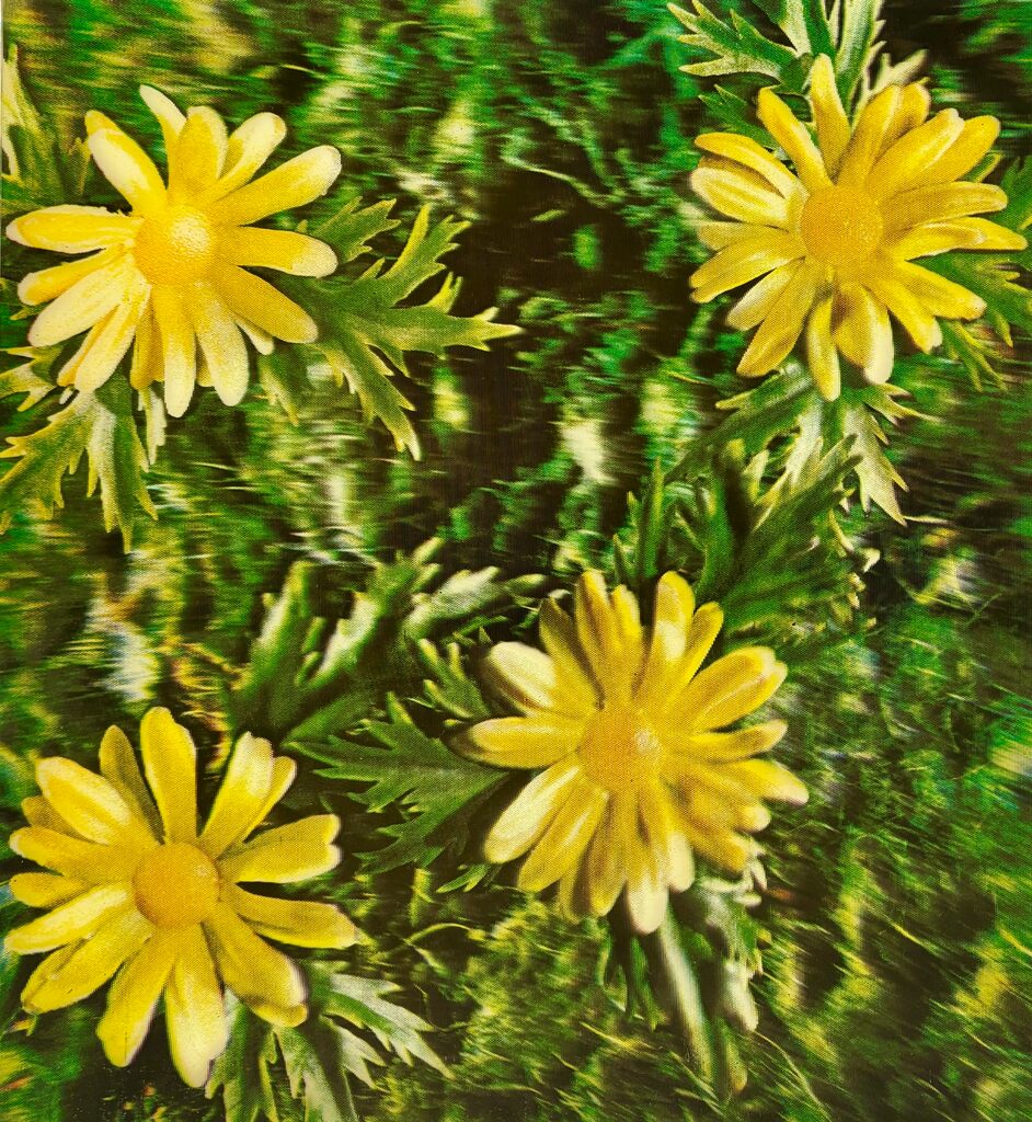 Untitled (Osaka Daisies) for the Rain Machine, image 1