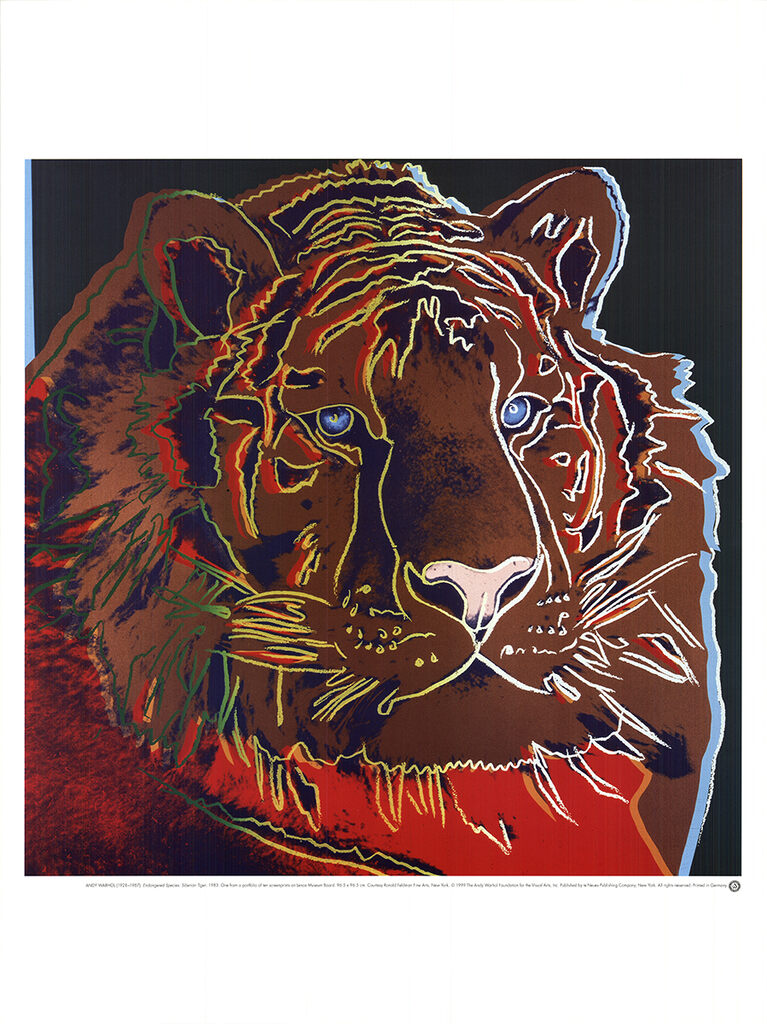 Endangered Siberian Tiger, image 1