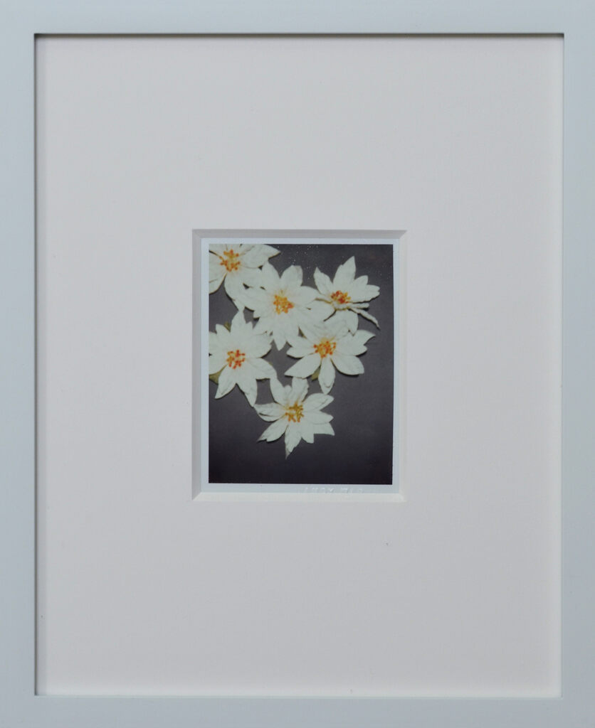 Andy Warhol, Poinsettias, 1983