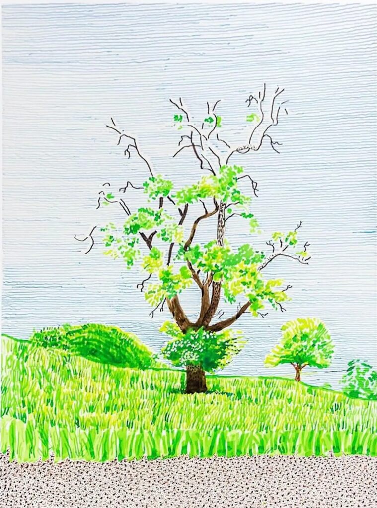 Hawthorn Bush in Front of a Very Old and Dying Pear Tree