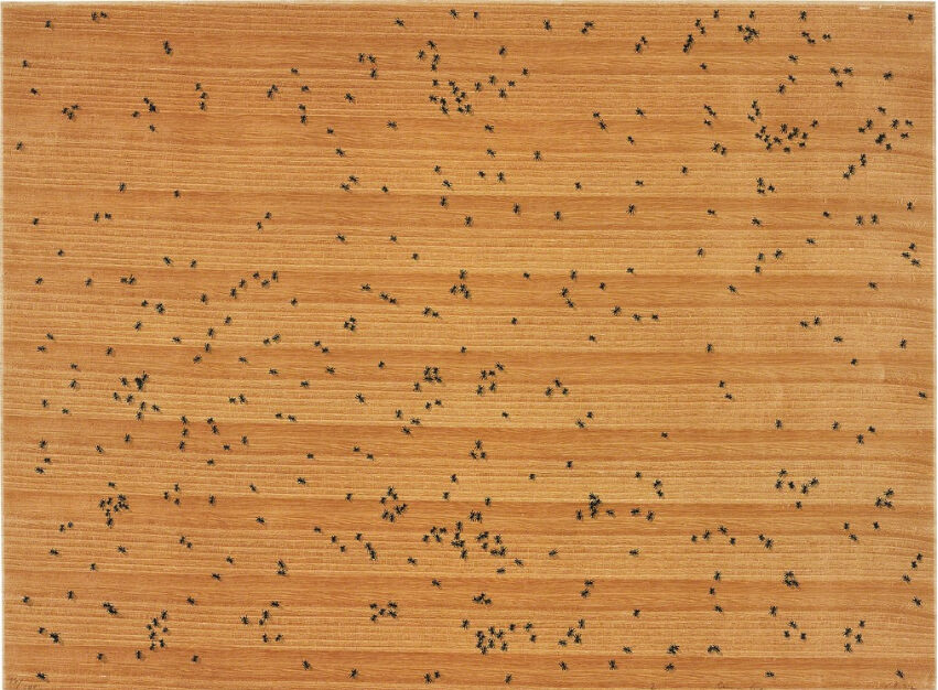 Black Ants from the Insects Portfolio, image 1