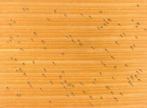 Ed Ruscha, Cockroaches, 1972