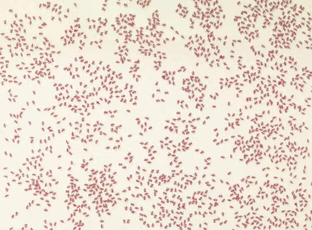 Ed Ruscha, Red Ants from the Insects Portfolio, 1972